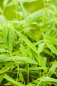 Fargesia mur. 'Jumbo' - 80-100 CM C10 - image 4