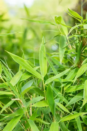 Fargesia mur. 'Jumbo' - 60-80 CM C7.5 - image 4