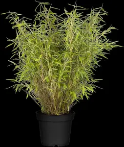 Fargesia mur. 'Jumbo' - 80-100 CM C10 - image 1