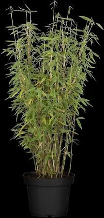 Fargesia mur. 'Jumbo' - 60-80 CM C10 - image 3