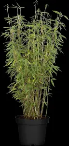 Fargesia mur. 'Jumbo' - 80-100 CM C10 - image 3