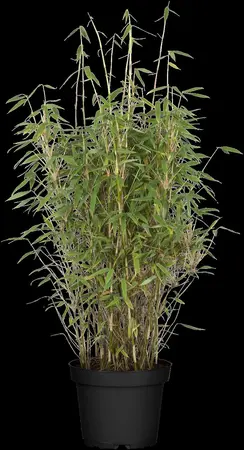 Fargesia mur. 'Jumbo' - 80-100 CM C10 - image 2