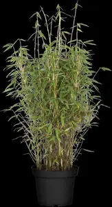 Fargesia mur. 'Jumbo' - 80-100 CM C10 - image 2