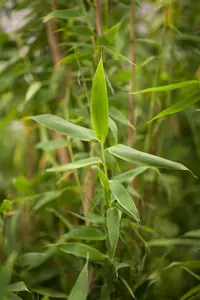 Fargesia mur. 'Simba'