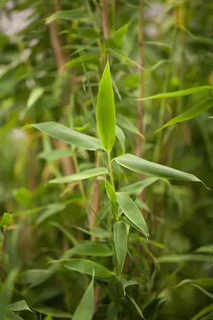 Fargesia mur. 'Simba' - 60-80 CM C7.5 - image 1