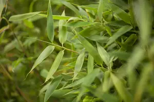 Fargesia mur. 'Simba' - 80-100 CM C10 - image 2