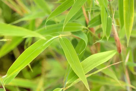 Fargesia mur. 'Simba' - 80-100 CM C10 - image 4