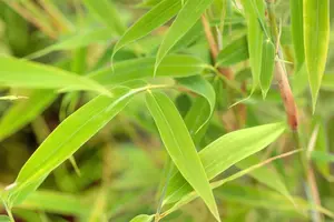 Fargesia mur. 'Simba' - 60-80 CM C7.5 - image 3