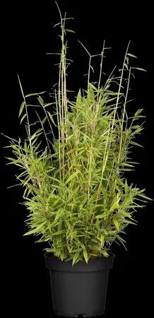 Fargesia mur. 'Simba' - 80-100 CM C10 - image 3