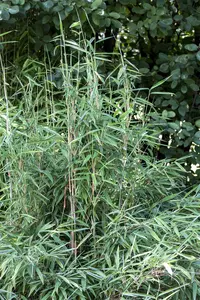 Fargesia murieliae - 100-125 CM RB - image 1