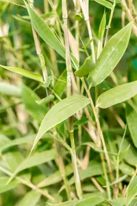 Fargesia murieliae - 150-175 CM RB - image 5