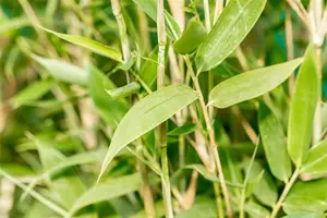 Fargesia murieliae - 100-125 CM RB - image 4