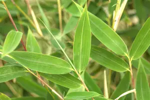 Fargesia murieliae - 125-150 CM RB - image 3