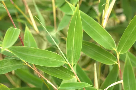 Fargesia murieliae - 150-175 CM RB - image 3