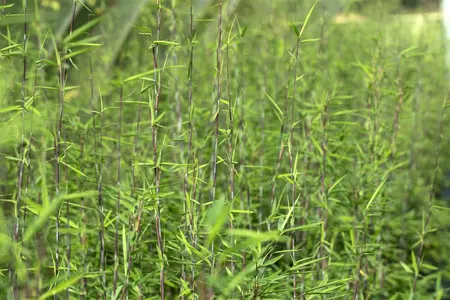 Fargesia nitida ?Black Pearl? - 40-60 CM C5 - image 4