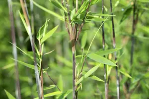 Fargesia nitida ?Black Pearl? - 40-60 CM C5 - image 5