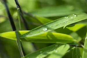 Fargesia nitida ?Black Pearl? - 60-80 CM P9 - image 3