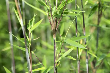 Fargesia nitida ?Black Pearl? - 60-80 CM P9 - image 5