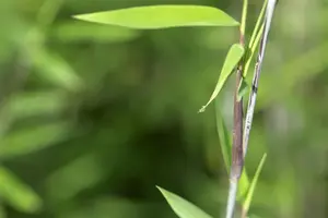 Fargesia nitida ?Black Pearl? - 200-250 CM C20 - image 2