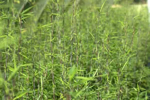 Fargesia nitida ?Black Pearl? - 200-250 CM RB - image 4