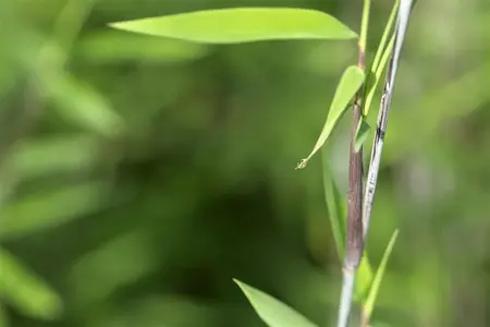 Fargesia nitida ?Black Pearl? - 200-250 CM C10 - image 2