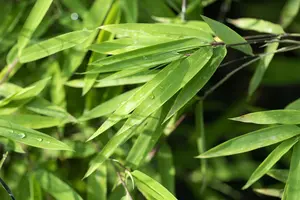 Fargesia nitida ?Black Pearl? - 150-175 CM C45 - image 1