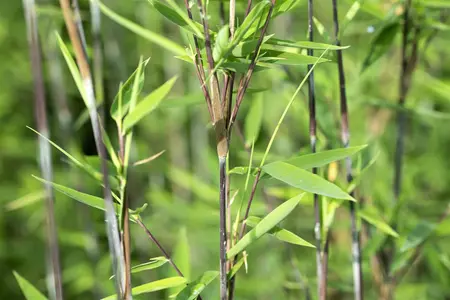 Fargesia nitida ?Black Pearl? - 150-175 CM C45 - image 5