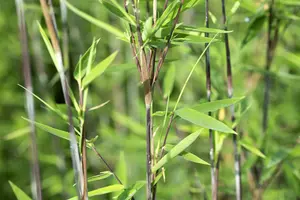 Fargesia nitida ?Black Pearl? - 150-175 CM C45 - image 5