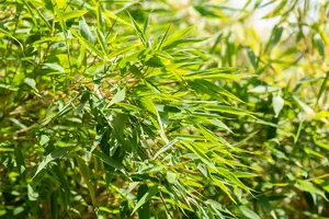 Fargesia nitida 'Fopy'