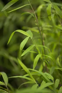 Fargesia nitida 'Gansu' - 80-100 CM C5 - image 1
