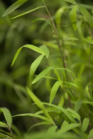 Fargesia nitida 'Great Wall' - 100-125 CM C7.5