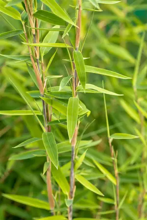 Fargesia nitida 'Volcano' - 80-100 CM C10 - image 3