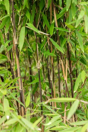 Fargesia nitida 'Volcano' - 150-175 CM RB - image 5