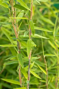Fargesia nitida 'Volcano' - 150-175 CM C20 - image 3