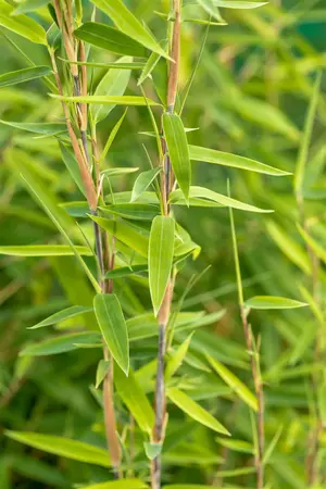 Fargesia nitida 'Volcano' - 80-100 CM C3 - image 3