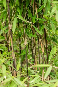 Fargesia nitida 'Volcano' - 50-60 CM C3.5 - image 5