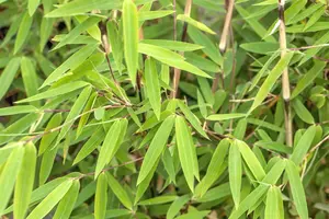 Fargesia nitida 'Volcano' - 80-100 CM C10 - image 1