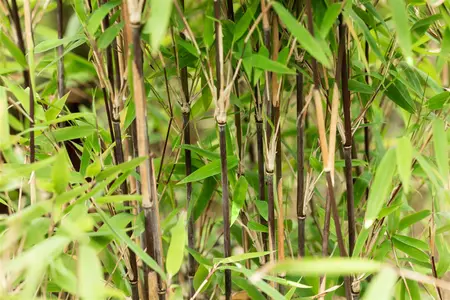 Fargesia nitida 'Volcano' - 100-125 CM RB - image 4