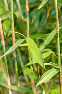 Fargesia nitida 'Winter Joy' - 150-175 CM RB - image 3