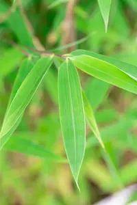 Fargesia nitida 'Winter Joy' - 60-80 CM C7.5 - image 5