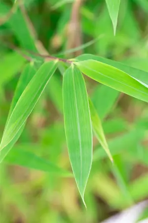 Fargesia nitida 'Winter Joy' - 200-250 CM C15 - image 5