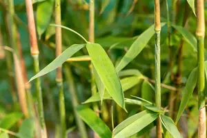 Fargesia nitida 'Winter Joy' - 150-175 CM C40 - image 2