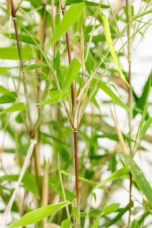 Fargesia 'Obelisk' - 250-300 CM RB - image 2