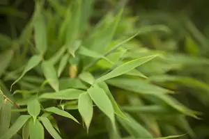 Fargesia 'Obelisk'