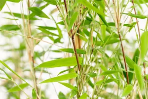 Fargesia 'Obelisk' - 80-100 CM C3 - image 2