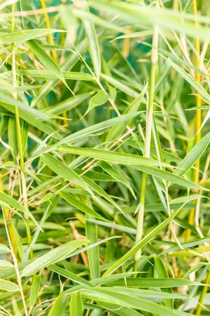 Fargesia robusta 'Campbell' - P9 - image 4