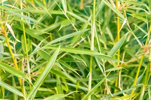 Fargesia robusta 'Campbell' - 150-175 CM RB - image 3