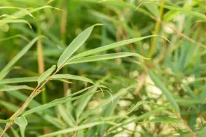 Fargesia robusta 'Campbell' - 200-250 CM C25 - image 4