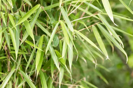 Fargesia robusta 'Campbell' - 275-300 CM CONT - image 5