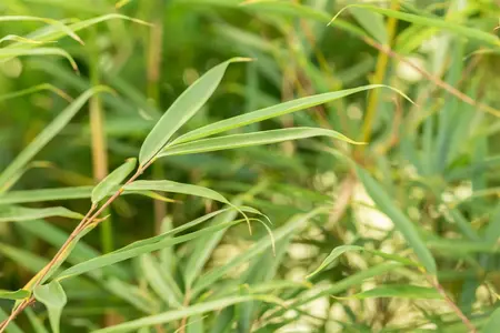 Fargesia robusta 'Campbell' - 50-60 CM C5 - image 4